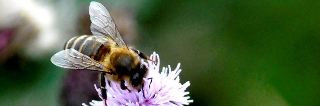 Peskill Pest Control & Consultancy Services Ltd london and the south east