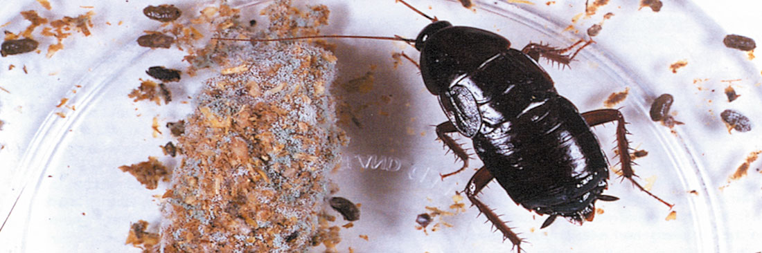 Peskill Pest Control & Consultancy Services Ltd london and the south east