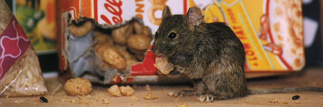 Peskill Pest Control & Consultancy Services Ltd london and the south east