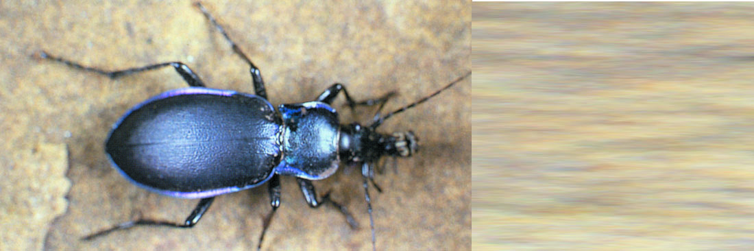 Peskill Pest Control & Consultancy Services Ltd london and the south east