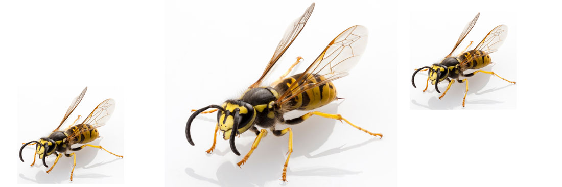 Peskill Pest Control & Consultancy Services Ltd london and the south east